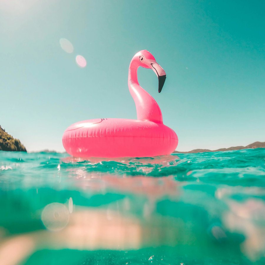 Flamingo float on the water